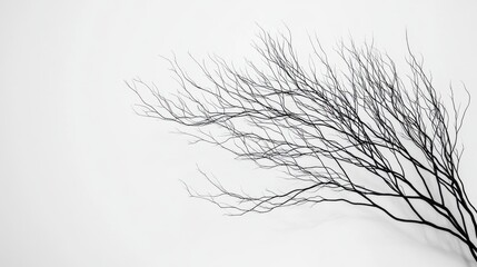 Twisted Black Branch on White Background for Minimalist Design