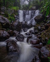 A small waterfall that flows rapidly between large dark rocks that shine because they are wet. Surrounded by dense vegetation typical of tropical rainforests such as ferns, large trees, and wet bushes
