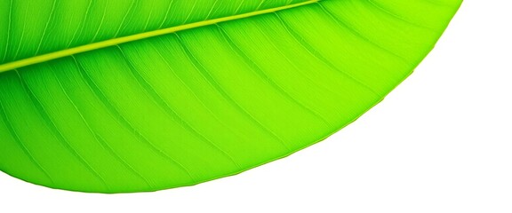 Vibrant green leaf, isolated on pure white background; ample copy space,  summer,  high resolution