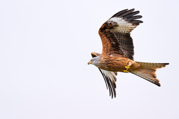 Majestic Red Kite (Milvus milvus) in flight	
