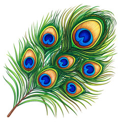 Obraz premium Vibrant Green Peacock Feather Illustration