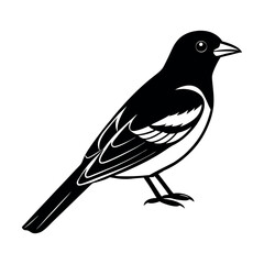 Baltimore Oriole Songbird Clipart  