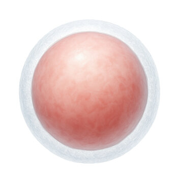 Spherical human egg cell with smooth membrane surface and visible zona pellucida