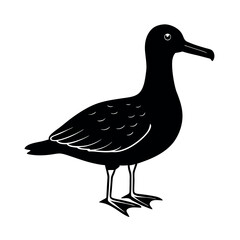 Black Footed Albatross Seabird Vector  