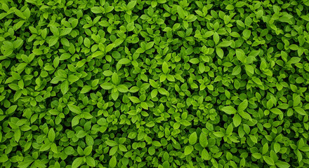 Dense Green Foliage: A Carpet of Lush Leaves in Verdant Harmony This image showcases a dense, vibrant expanse of green