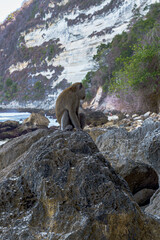 Ein wilder Affe sitzt auf einem rauen Felsen auf Bali in Indonesien und starrt in die Ferne auf das Meer, im Hintergrund sieht man eine Felslandschaft, sowie das Meer.