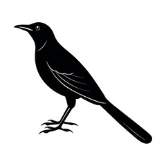 Obraz premium Common Grackle Blackbird Clipart 