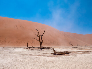 Dead camel thorn trees in the Deadvlei. The Deadvlei is part of the Sossusvlei in Namibia.