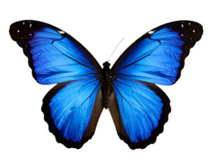 dark blue flying butterfly isolated on white or transparent png