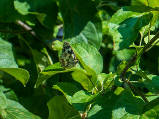 A Marbled White Butterfly with Folded Wings on a Green Leaf