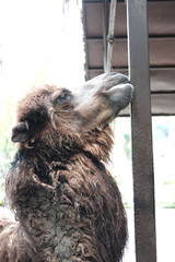 A majestic camel looks skyward, its shaggy coat highlighting its rugged beauty