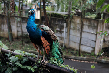 A vibrant peacock perches amidst lush greenery, with a concrete wall and road in the background, hinting at a structured yet natural environment.
