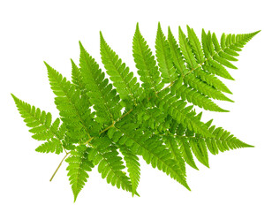 fresh green natural fern leaf isolated on white or transparent png