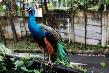 Fototapeta premium A vibrant peacock perches amidst lush greenery, with a concrete wall and road in the background, hinting at a structured yet natural environment.
