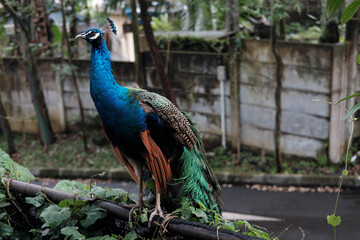 A vibrant peacock perches amidst lush greenery, with a concrete wall and road in the background, hinting at a structured yet natural environment.