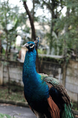 Fototapeta premium A vibrant peacock perches amidst lush greenery, with a concrete wall and road in the background, hinting at a structured yet natural environment.