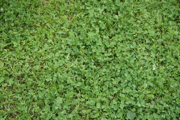 一面に広がるクローバー