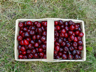 Juicy ripe cherries collected in a basket. 