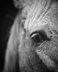 close-up, portrait of a horse, grey horse