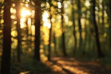 Golden sunbeams filter through a sunlit forest