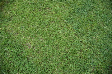 一面に広がるクローバー