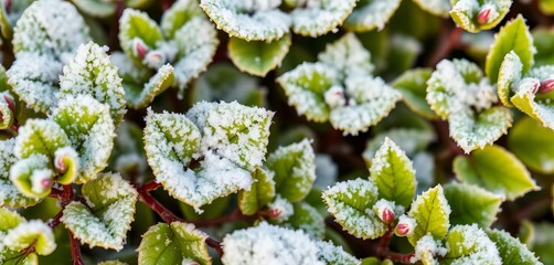 Delicate snow dusting vibrant green winter plant leaves, frozen, green