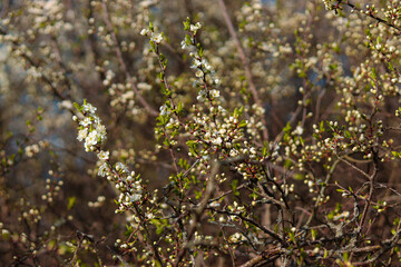 A spring fruit tree that blooms with white flowers in bright and clear weather.