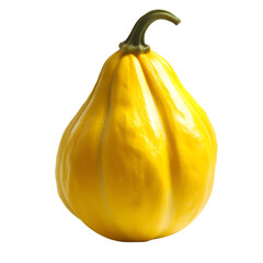 Harvesting vibrant yellow squash organic farm food photography outdoor setting close-up view culinary art