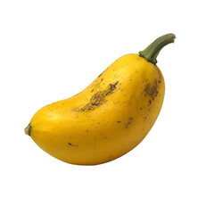 Harvesting fresh spaghetti squash agricultural field food photography natural light close-up healthy eating