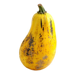 Harvesting fresh yellow squash farmer's market food photography outdoor setting close-up shot organic produce