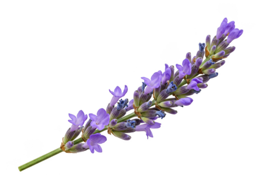 Close up view of a lavender flower on a black background on transparent background