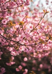 봄햇살 가득한 벚꽃나무 아름다운 분홍빛 꽃잎 가득한 풍경