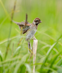 Female Reed Bunting Holds Insects In Beak To Feed Chicks