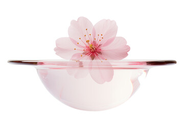Cherry bloom with soft water drop, floral beauty concept, isolated on transparent background.