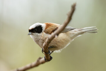 Remiz Bird On A Branch Photography Of Wild Nature