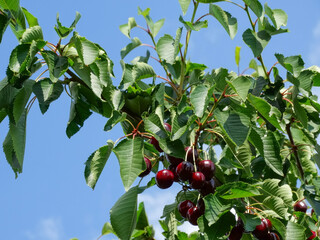 Juicy ripe cherries on a branch in the garden 