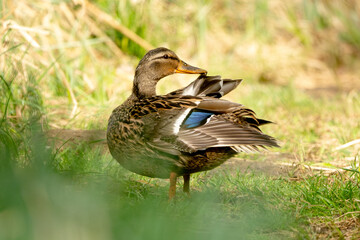 Wildlife Photograph Of A Mallard Bird Cleaning Its Feathers