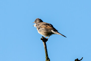 Greater Whitethroat Bird In Action On A Tree
