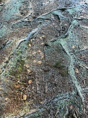 background of roots on the ground in the forest