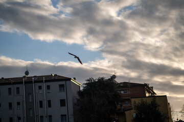 A lone seagull soars gracefully across a cloudy sky above urban buildings and trees, bathed in the soft light of sunset or sunrise