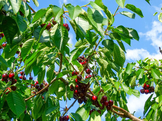 Juicy ripe cherries on a branch in the garden 