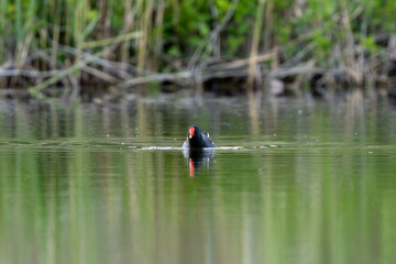 Active Male Eurasian Moorhen Swims In The Lake