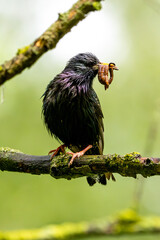 European Starling Holding Food In Beak