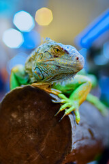 Close-up of green iguana on tree trunk,Avenue Agropolis,Montpellier, Indonesia