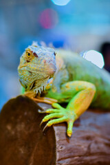 Close-up of green iguana on tree trunk,Avenue Agropolis,Montpellier, Indonesia