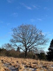 lonely tree in the field