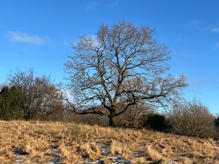 lonely tree in the field