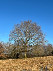 oak tree in autumn