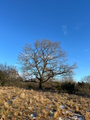lonely tree in the field
