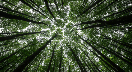 Obraz premium Looking up through a dense canopy of tall trees in a lush forest, sunlight filtering through leaves.